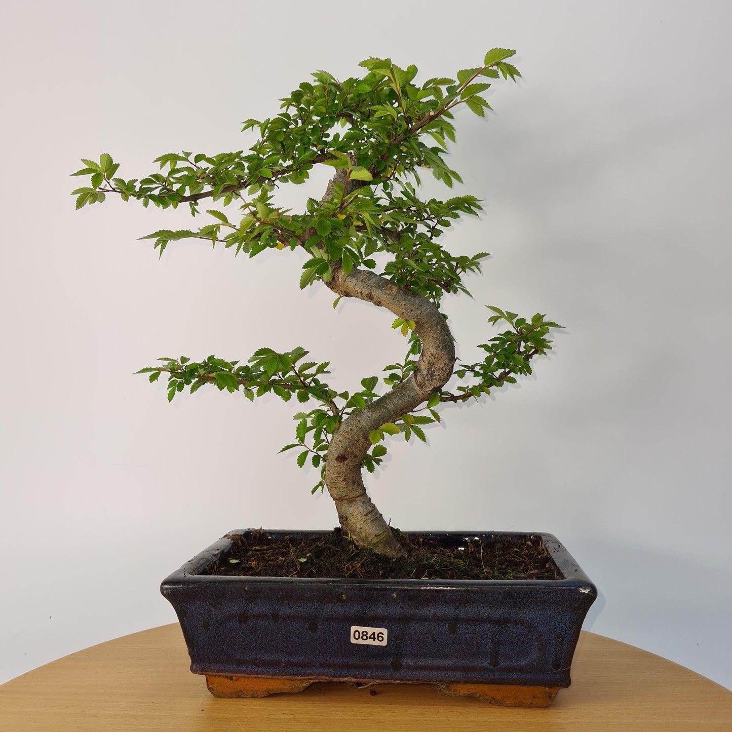 Chinese Elm (Ulmus Parvifolia) Bonsai Tree | Shaped | In 25cm Pot