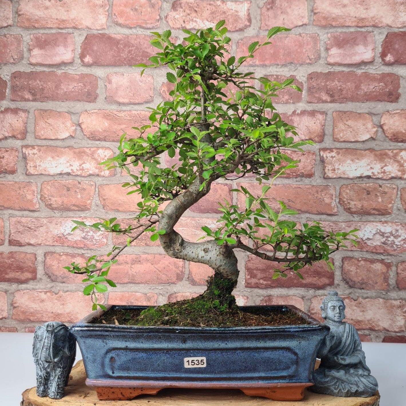 Chinese Elm (Ulmus Parvifolia) Bonsai Tree | Shaped | In 25cm Pot
