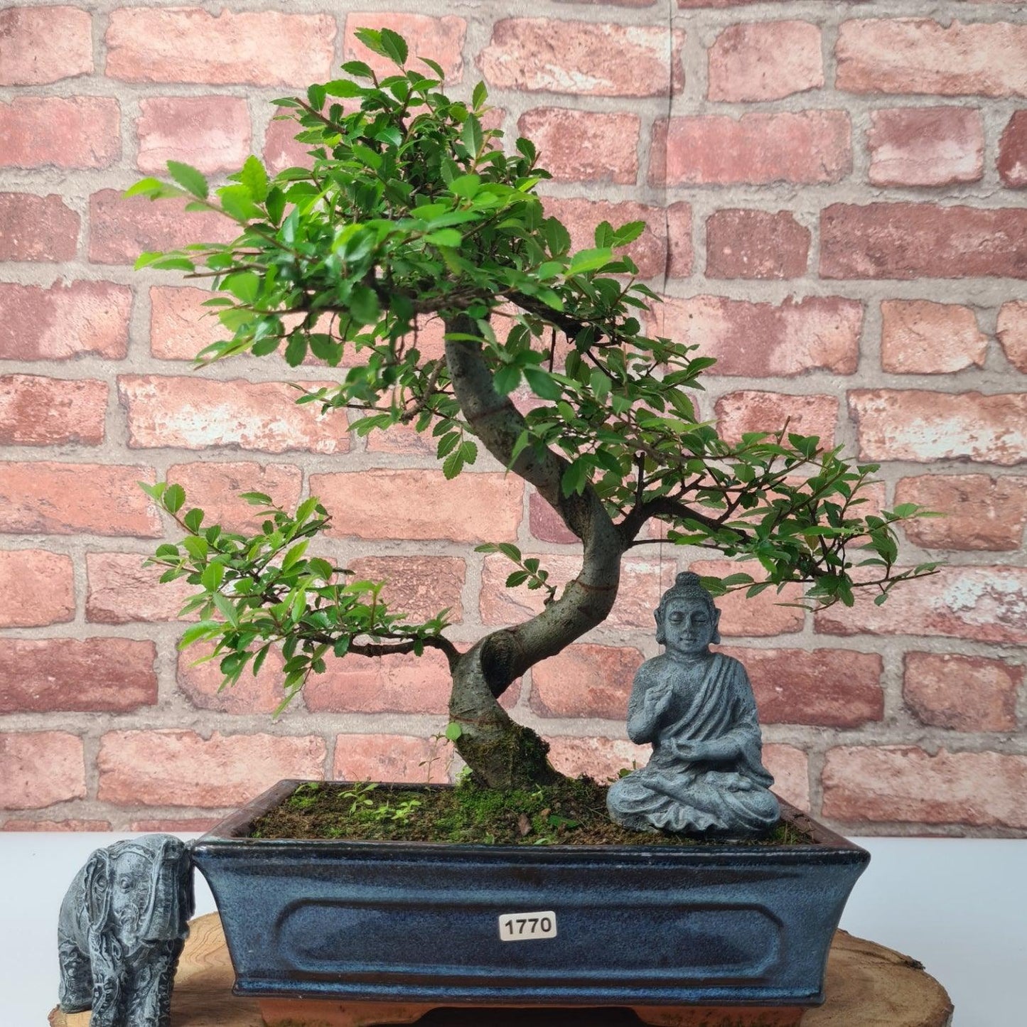 Chinese Elm (Ulmus Parvifolia) Bonsai Tree | Shaped | In 25cm Pot