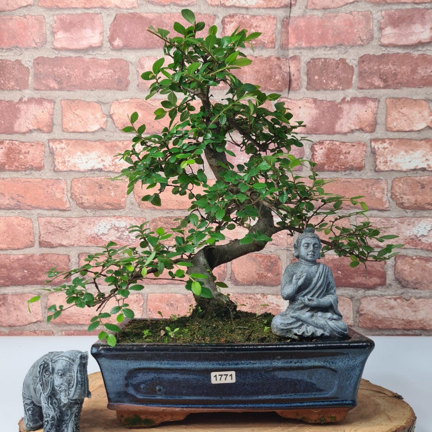 Chinese Elm (Ulmus Parvifolia) Bonsai Tree | Shaped | In 25cm Pot