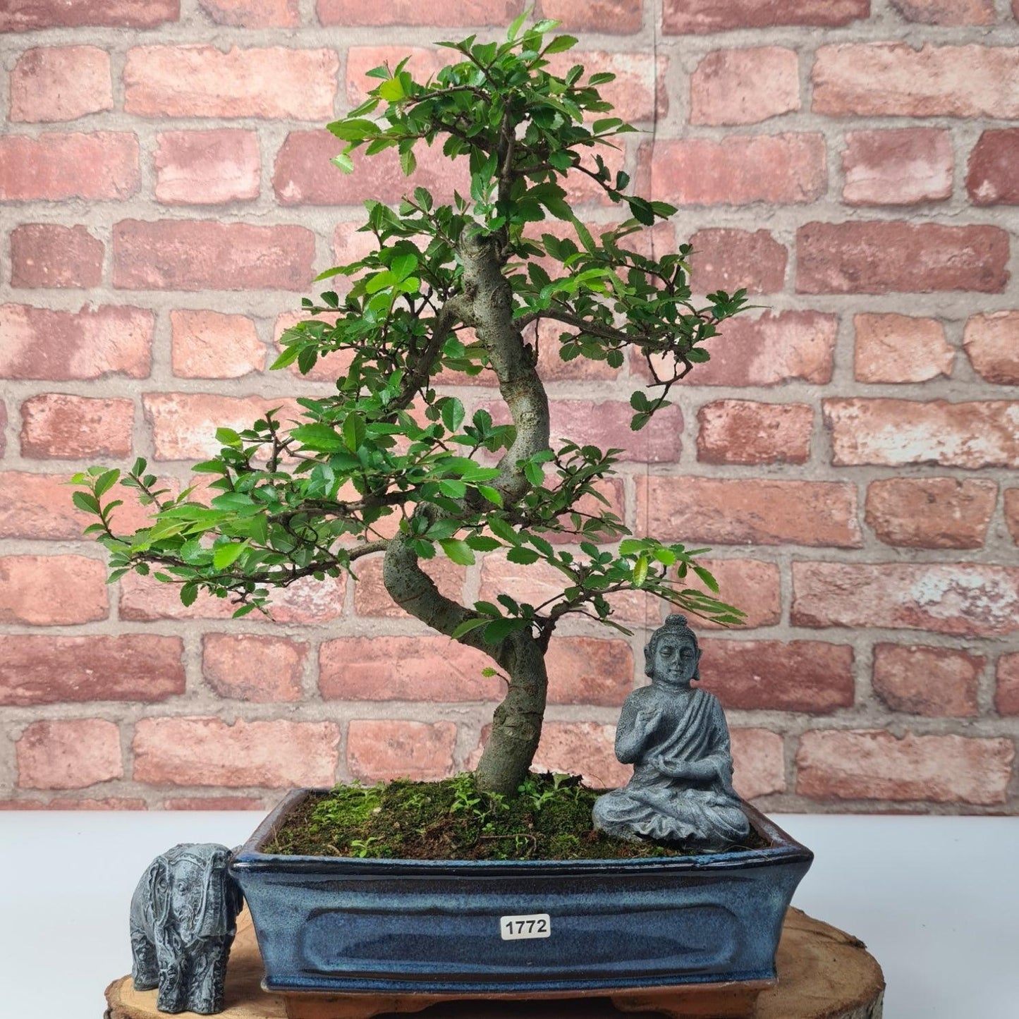 Chinese Elm (Ulmus Parvifolia) Bonsai Tree | Shaped | In 25cm Pot