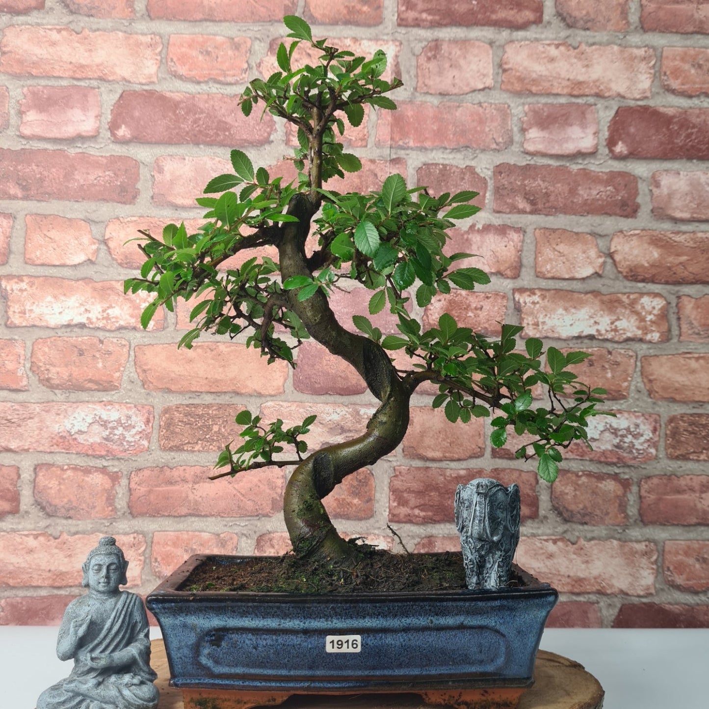 Chinese Elm (Ulmus Parvifolia) Bonsai Tree | Shaped | In 25cm Pot