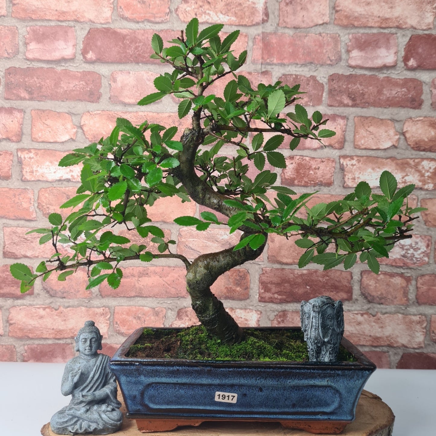 Chinese Elm (Ulmus Parvifolia) Bonsai Tree | Shaped | In 25cm Pot