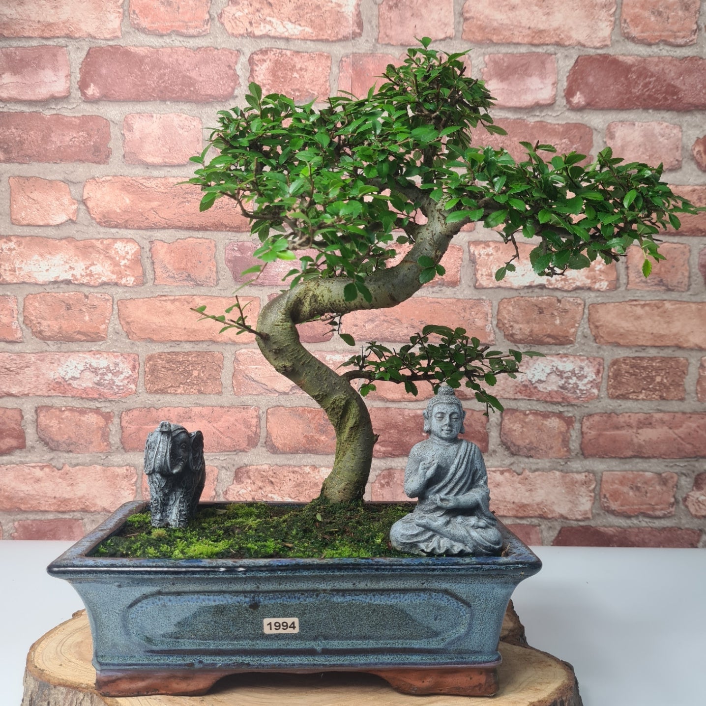 Chinese Elm (Ulmus Parvifolia) Bonsai Tree | Shaped | In 25cm Pot