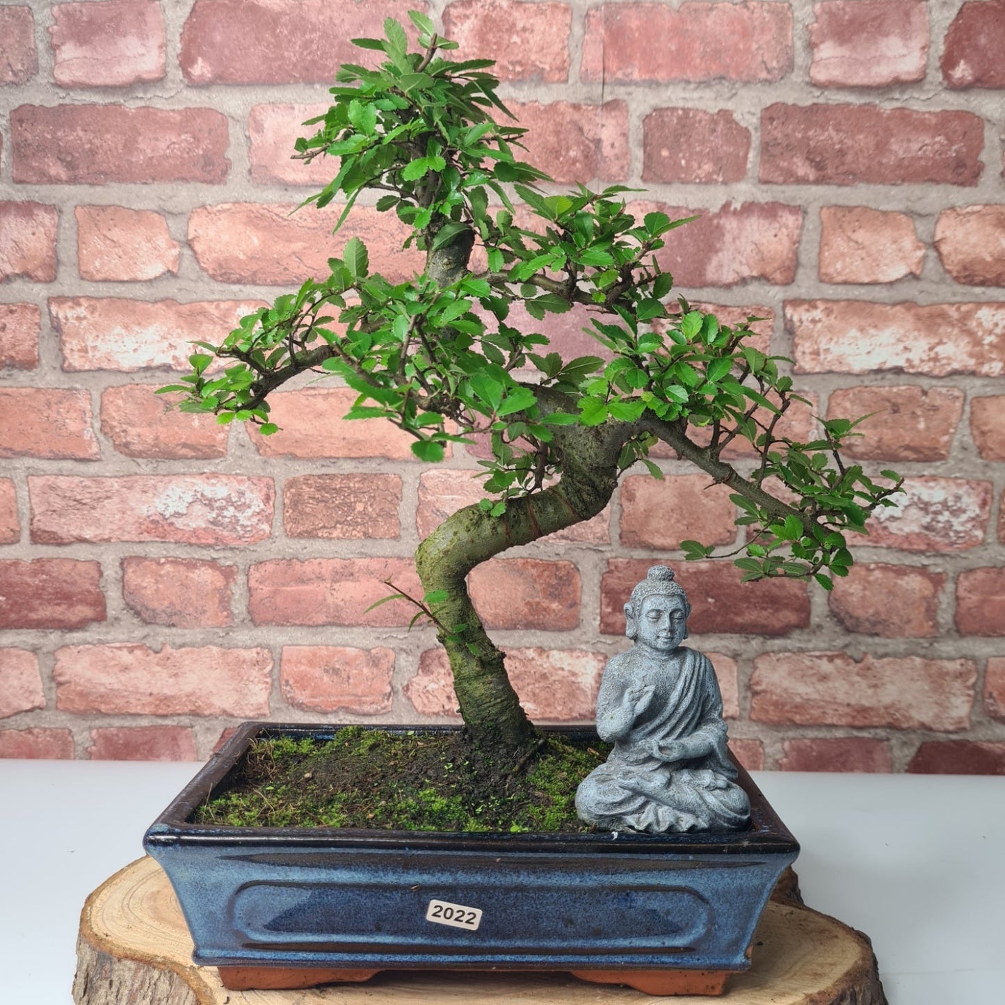Chinese Elm (Ulmus Parvifolia) Bonsai Tree | Shaped | In 25cm Pot