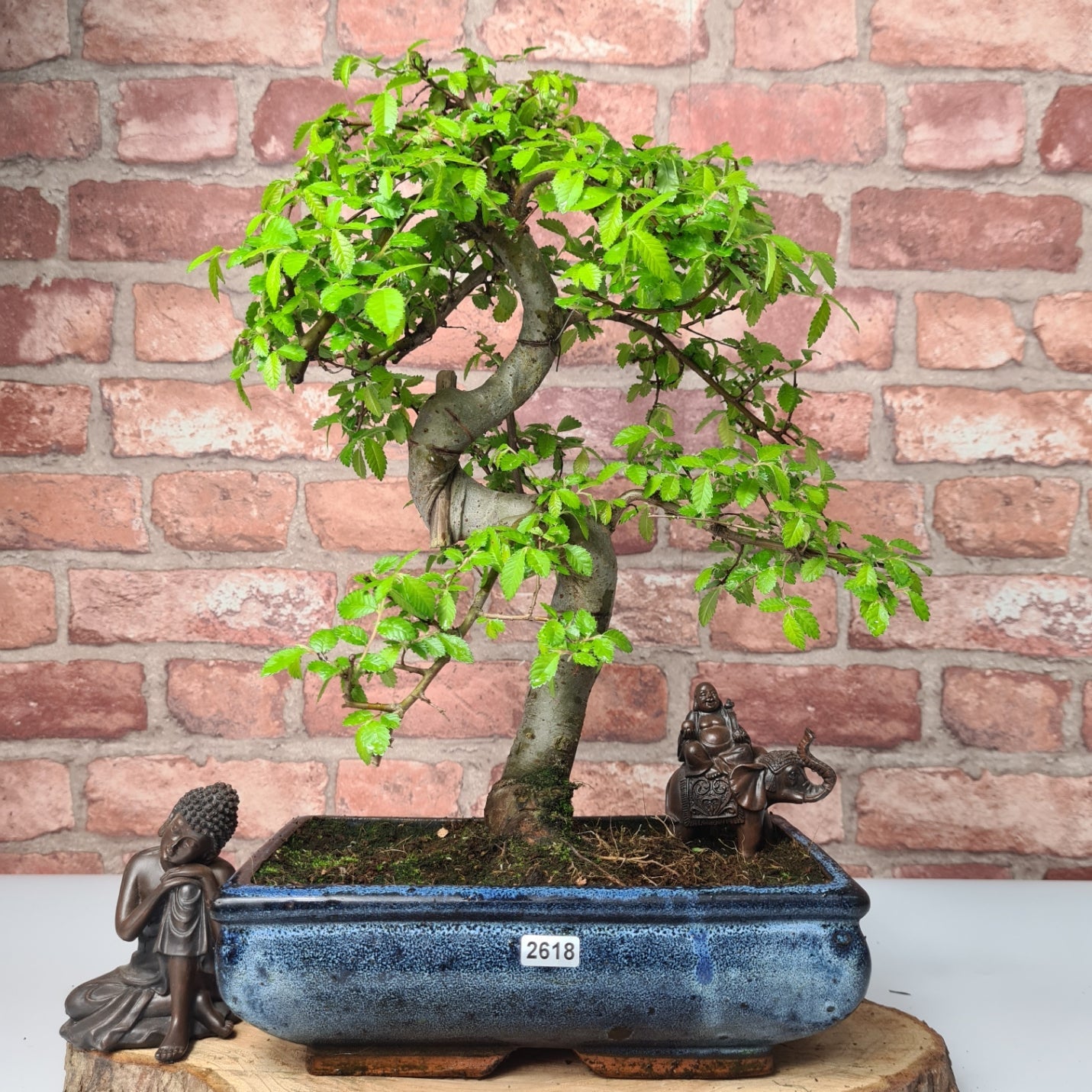 Chinese Elm (Ulmus Parvifolia) Bonsai Tree | Shaped | In 25cm Pot