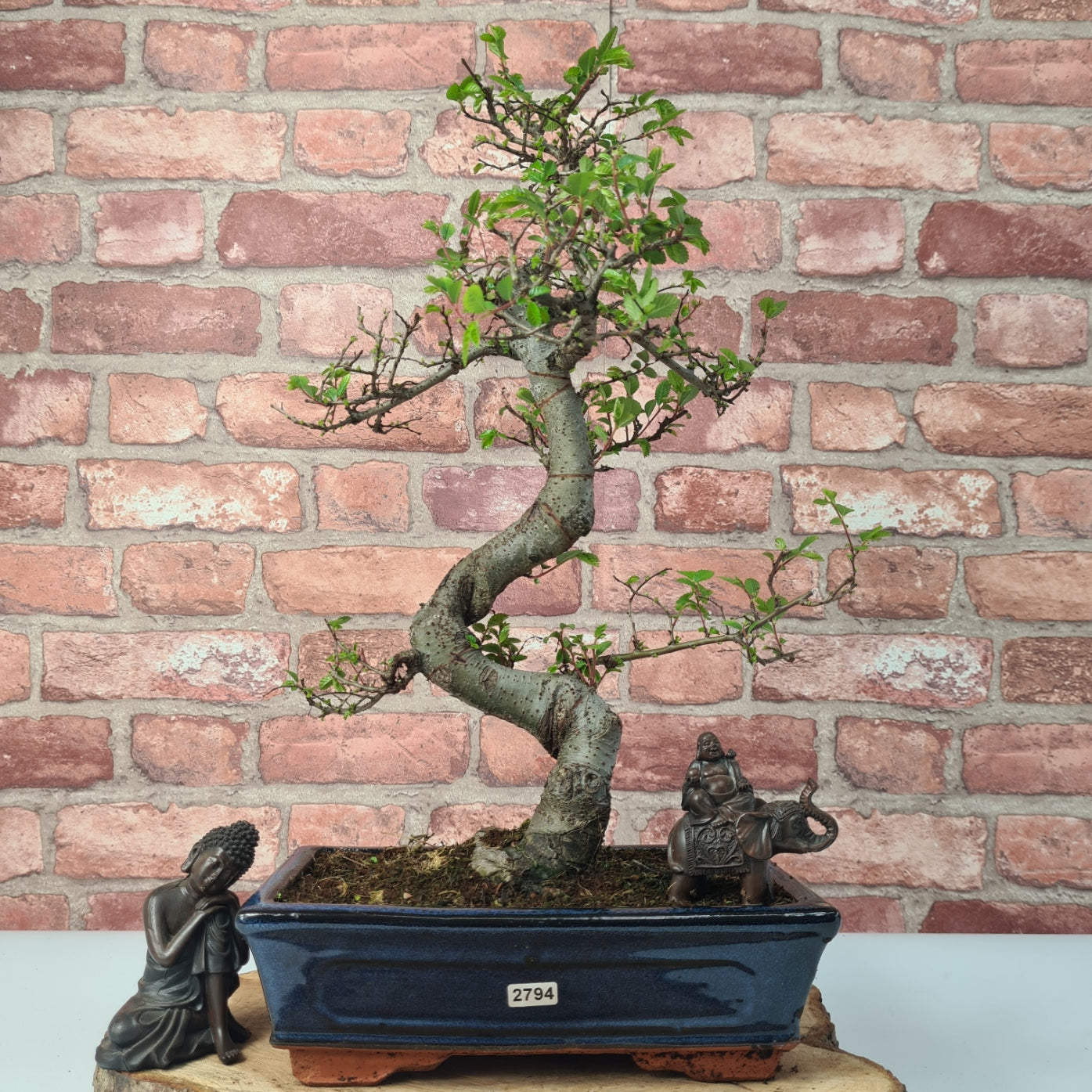Chinese Elm (Ulmus Parvifolia) Bonsai Tree | Shaped | In 25cm Pot