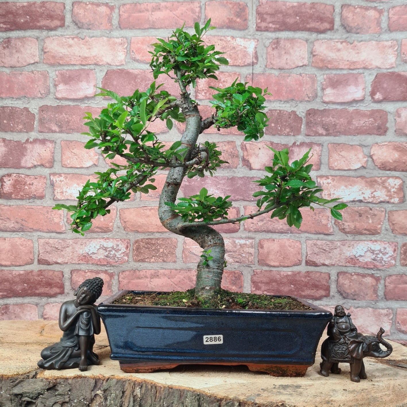Chinese Elm (Ulmus Parvifolia) Bonsai Tree | Shaped | In 25cm Pot