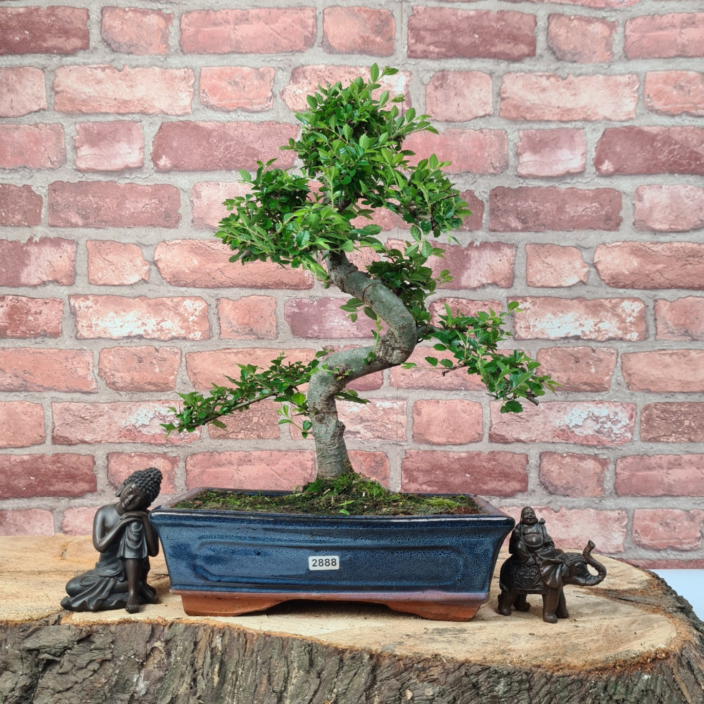 Chinese Elm (Ulmus Parvifolia) Bonsai Tree | Shaped | In 25cm Pot