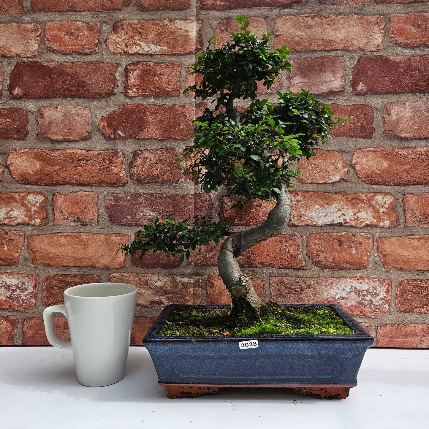Chinese Elm (Ulmus Parvifolia) Bonsai Tree | Shaped | In 25cm Pot
