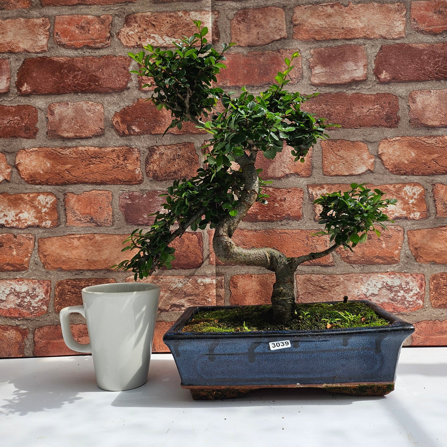 Chinese Elm (Ulmus Parvifolia) Bonsai Tree | Shaped | In 25cm Pot