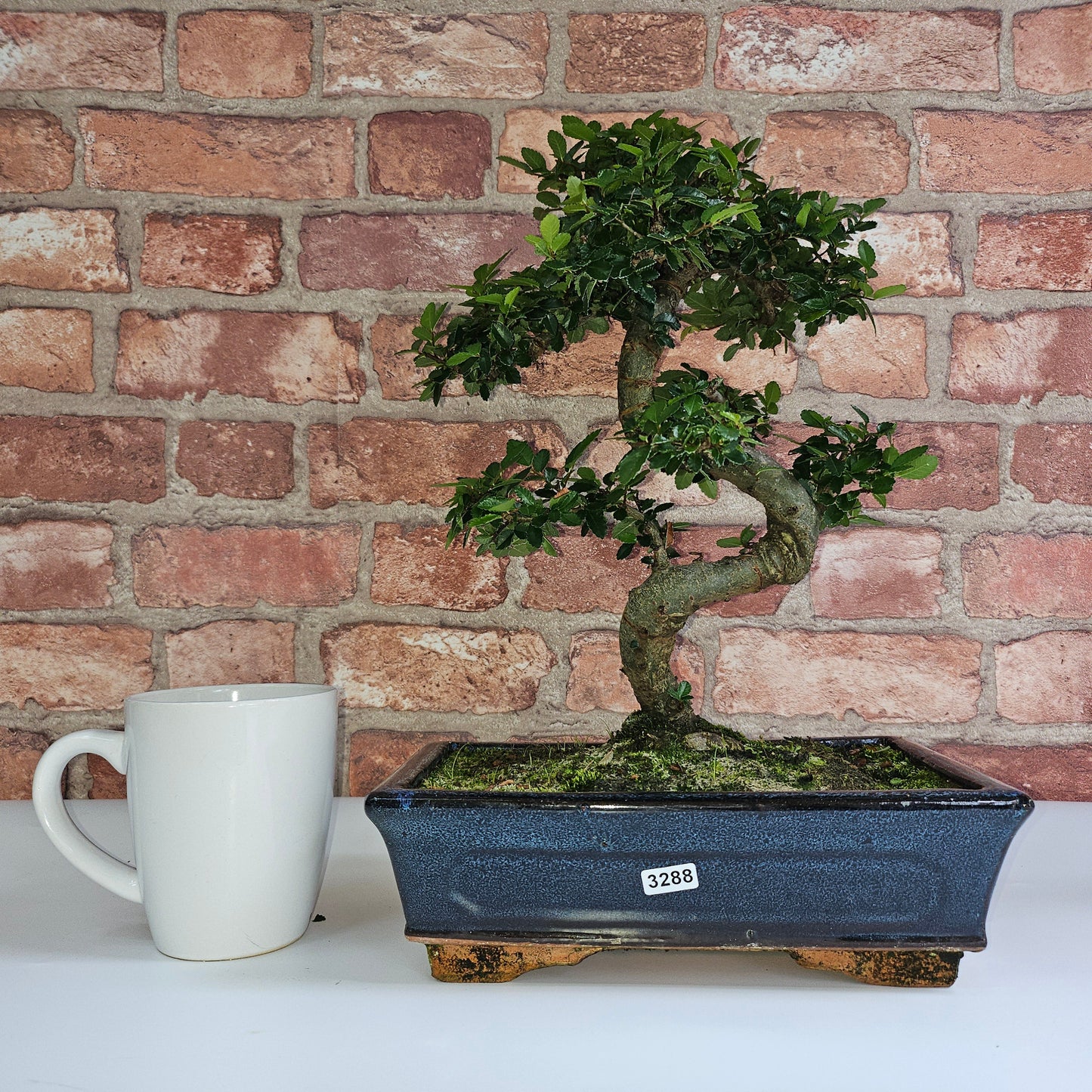 Chinese Elm (Ulmus Parvifolia) Bonsai Tree | Shaped | In 25cm Pot