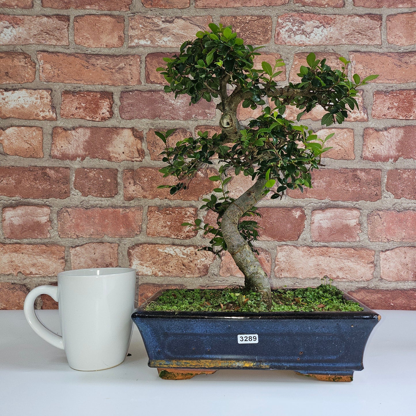 Chinese Elm (Ulmus Parvifolia) Bonsai Tree | Shaped | In 25cm Pot