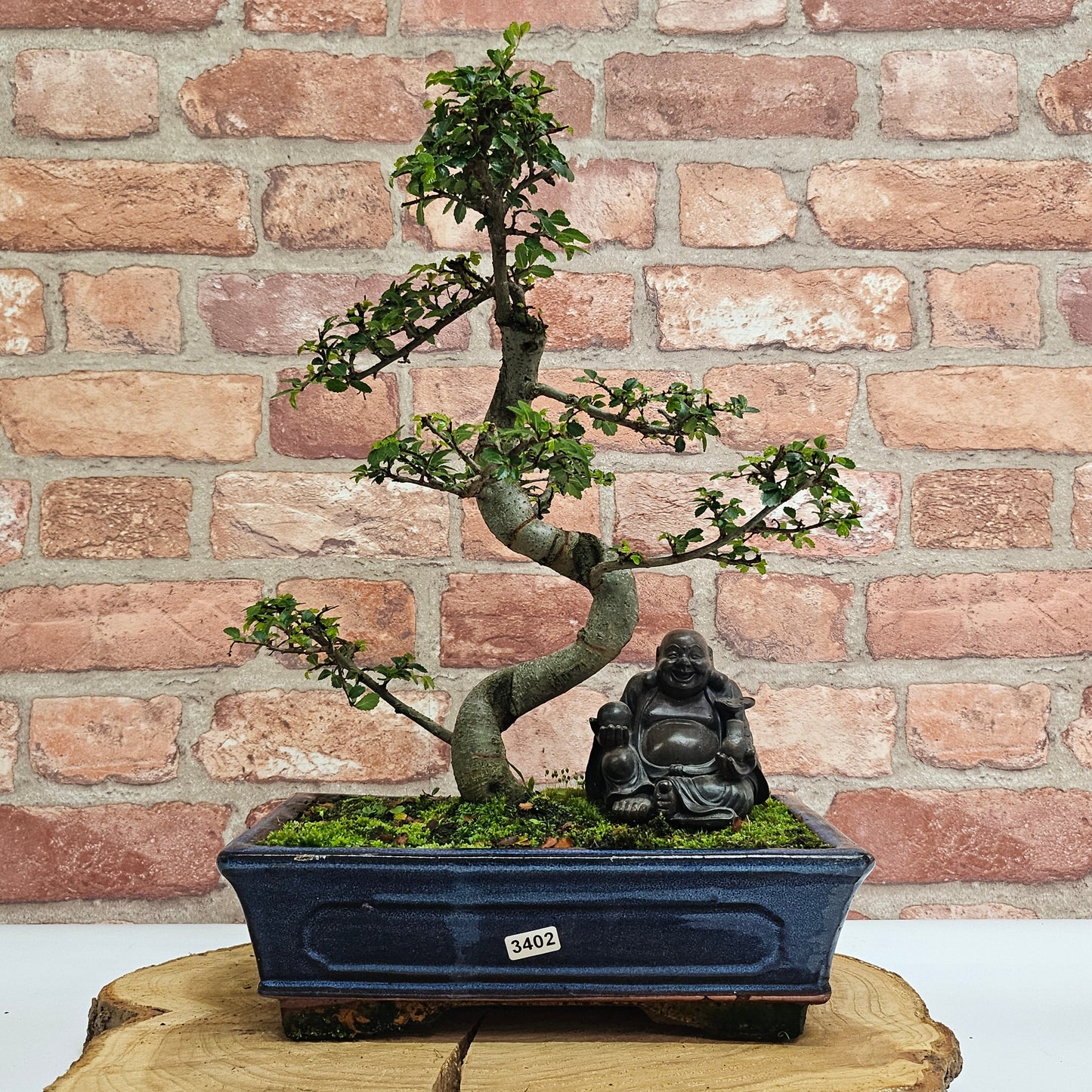 Chinese Elm (Ulmus Parvifolia) Bonsai Tree | Shaped | In 25cm Pot