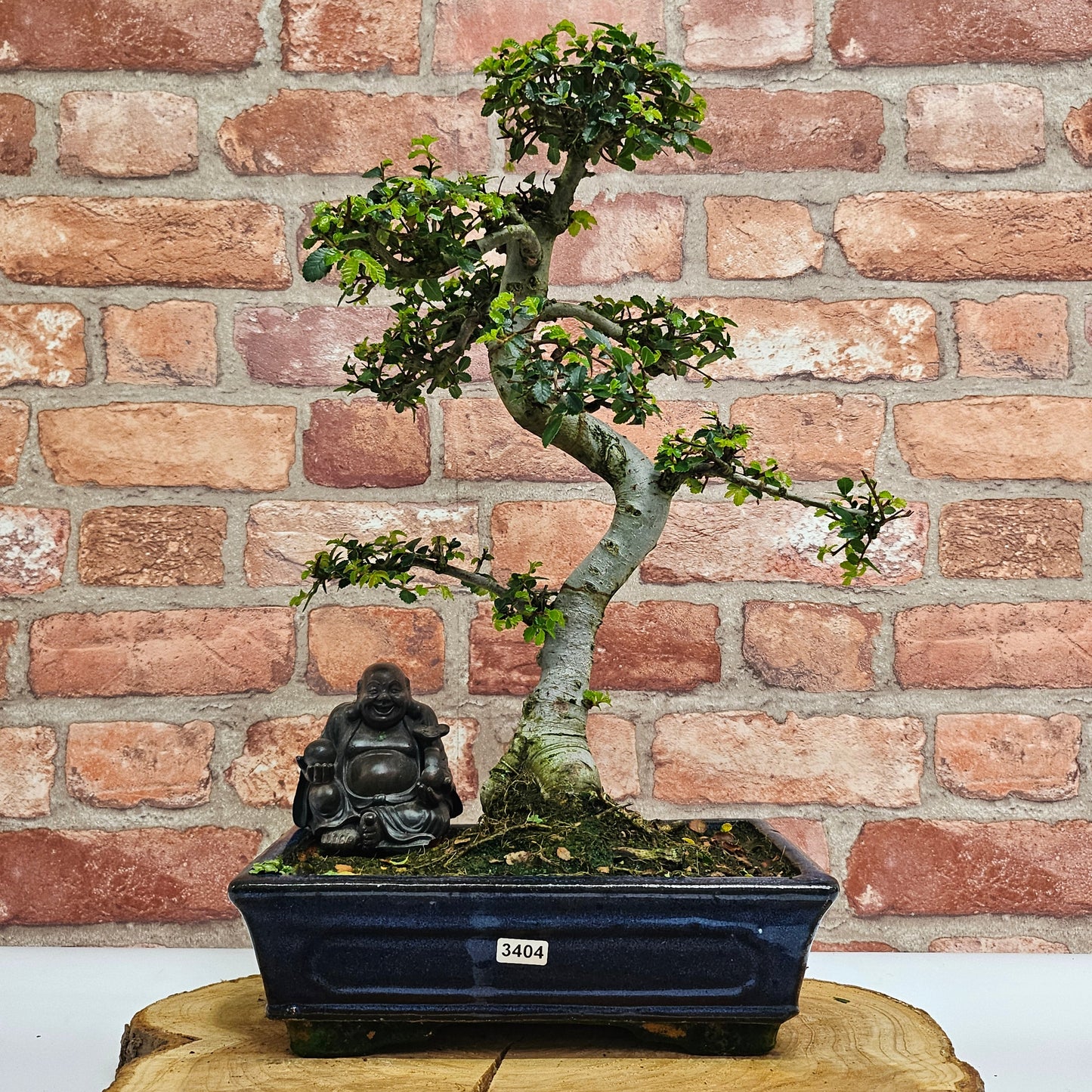 Chinese Elm (Ulmus Parvifolia) Bonsai Tree | Shaped | In 25cm Pot