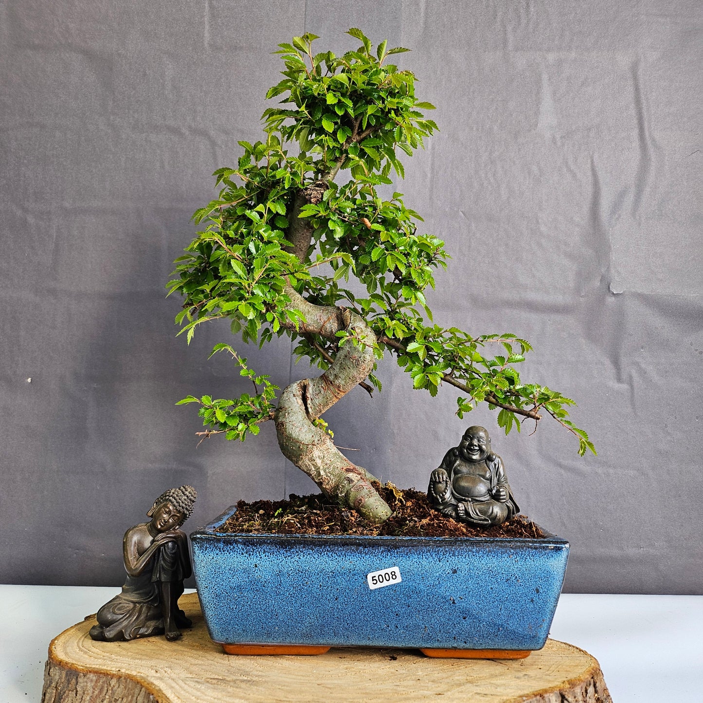 Chinese Elm (Ulmus Parvifolia) Bonsai Tree | Shaped | In 25cm Pot